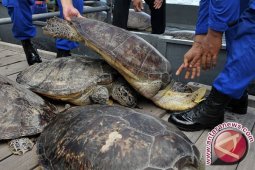 Daging Penyu Obat Kuat Hanya Mitos