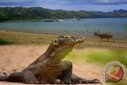 Delapan Kapal Pesiar Masuk Pulau Komodo