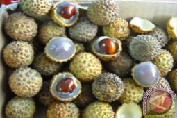 Pemkab Barito Utara Kembangkan Ratusan Bibit Tangkuhis 