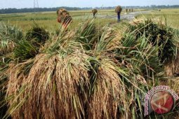 Harga Beras di Bojonegoro Merangkak Naik
