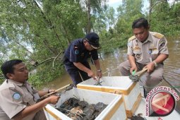 Balai Karantina Lepas Ratusan Kepiting Hasil Razia