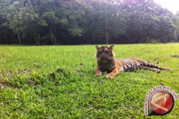 Film "Sumatran Last Tiger" raih medali perak Festival Film New York