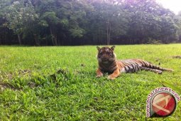 Film "Sumatran Last Tiger" Raih Medali Perak Festival Film New York