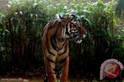 Film "Sumatran Last Tiger" Raih Medali Perak