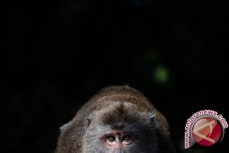 Hampir 50 Kera Kelaparan Diselamatkan Dari Kebun Binatang di Afrika Selatan