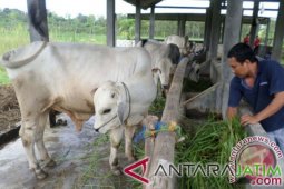 57 Sapi Betina Bojonegoro Alami Gangguan Reproduksi