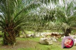 PTPN VI berencana "replanting" sawit  823,6 hektare