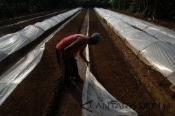 Semai Bibit Tembakau