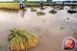 Ratusan hektare padi terendam banjir di Sarolangun