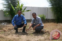 BLH Padangsidimpuan Kembangkan Manggis Di Komplek Perkantoran