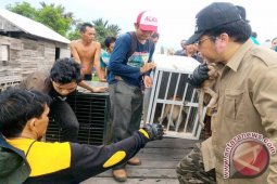 SBI 20 Kali Evakuasi Bekantan