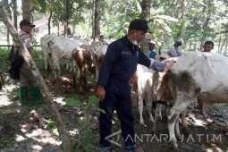 Ribuan Sapi Betina Bojonegoro Alami Gangguan Reproduksi