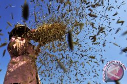 Petani Senang Variates IPB 4S Bisa Mencapai 7 Ton
