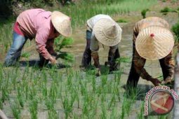 IP Padi Sawah Padangsidimpuan  Tertinggi di Indonesia