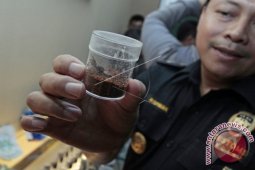 Penggagalan Impor Tarantula