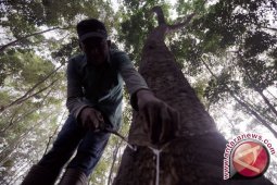 Harga karet di Jambi turun