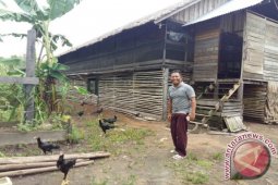 Harga Ayam Diperkirakan Naik Jelang Puasa