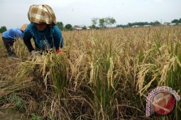 BURUH PANEN