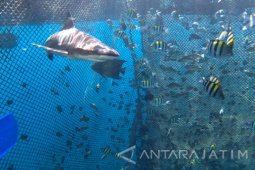 Wisata Bahari Banyuwangi Favorit Warga Luar Daerah