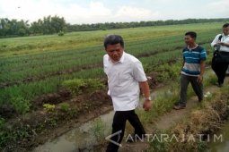 KPPU: Tidak Relevan Jika Impor Bawang Merah