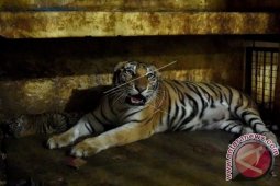 Harimau terganggu alih fungsi hutan