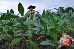 AMTI: Aceh Potensial Untuk Pengembangan Tembakau