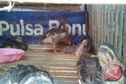 Ratusan Unggas Hulu Sungai Selatan Mati