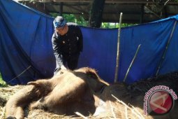 Ridwan Kamil Prihatin Kondisi Gajah Kebun Binatang