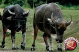 Kadisnak Sumut : Kelayakan Humbahas Jadi Sentra Peternakan Kerbau