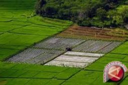 Sebanyak 970 hektare sawah di Jambi diasuransikan