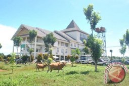 Pemkab revisi Perda penertiban ternak di Mukomuko