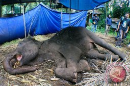 11 Dokter Autopsi Bangkai Gajah di Bandung