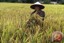 Tapteng Alokasikan 6 Miliar Untuk Padi