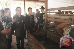 Dua Juta Sapi Kaltim Harus Terwujud