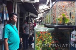 "Berburu" Ikan Hias di Pasar Splendid Malang