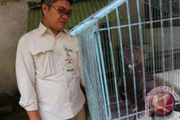 PENYERAHAN ELANG HITAM