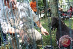 PENYERAHAN BURUNG ELANG HITAM