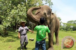 PEMERIKSAAN KESEHATAN GAJAH DI TAMAN MARGA SATWA