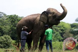 PEMERIKSAAN KESEHATAN GAJAH