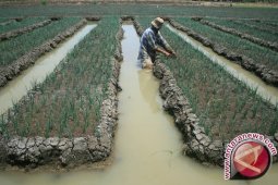 BI Kembangkan Bawang Bawang Putih di Bener Meriah