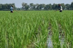 Upah Buruh Tani