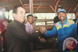 Kaltim Jadi Contoh Pengembangan Sapi Brahman Cross