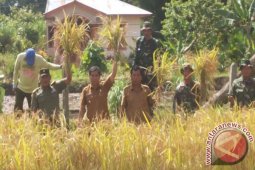 Babinsa Kodim Panen Padi