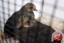 Empat Jenis Burung Endemis Sulawesi Terancam Punah
