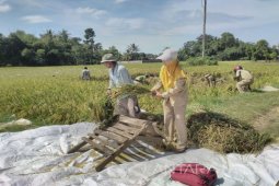 Harga Beras di Jember Masih Stabil Jelang Ramadhan