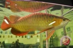 Ikan Semah dan Botia Diminati Luar Negeri