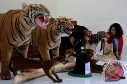 Dinas Kehutanan Aceh Musnahkan Tiga Harimau Awetan
