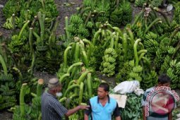 Produksi Pisang Meningkat