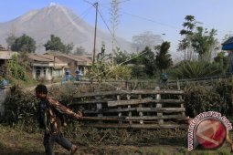 Korban awan panas Sinabung diamputasi