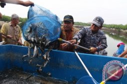 PANEN RAYA IKAN TNI AL